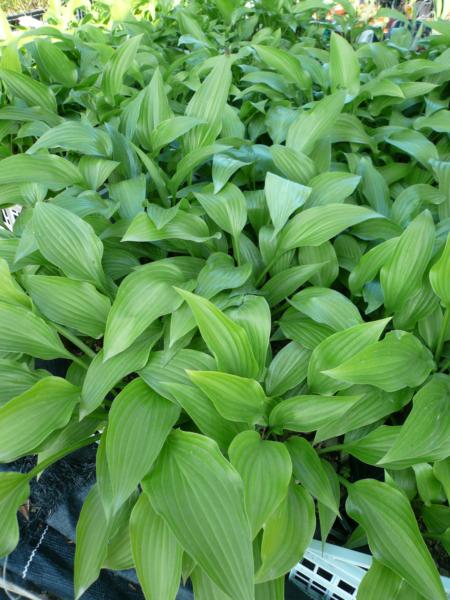 hosta lancifolia