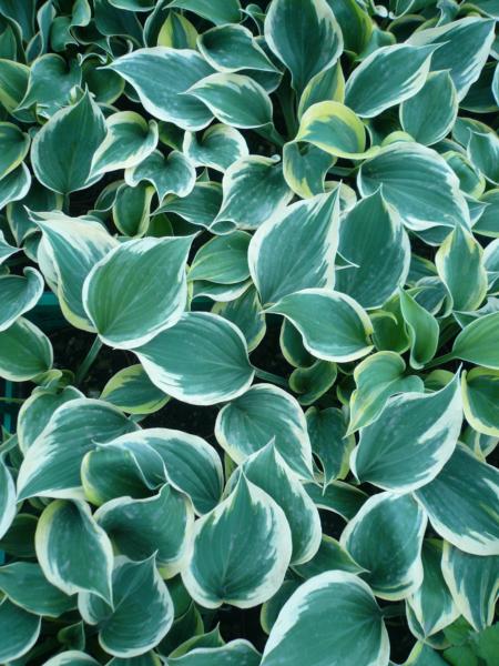 hosta liberty