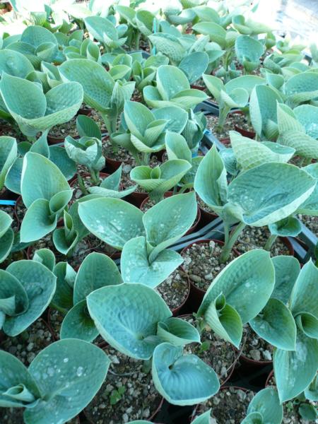 hosta love pat