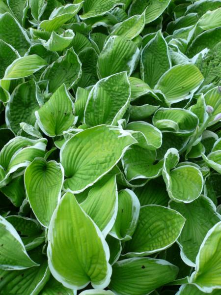 hosta lunar eclipse