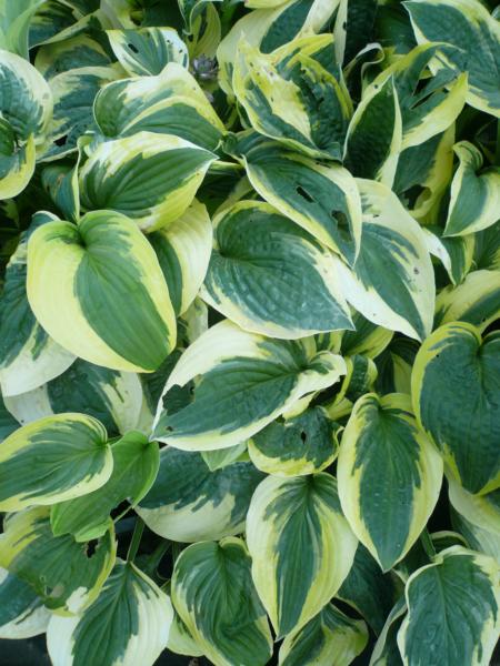 hosta mama mia