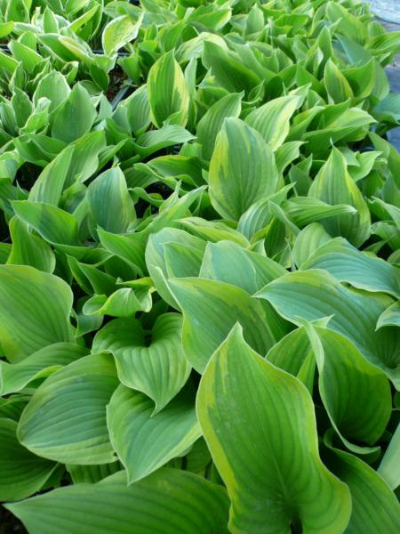 hosta mack wood