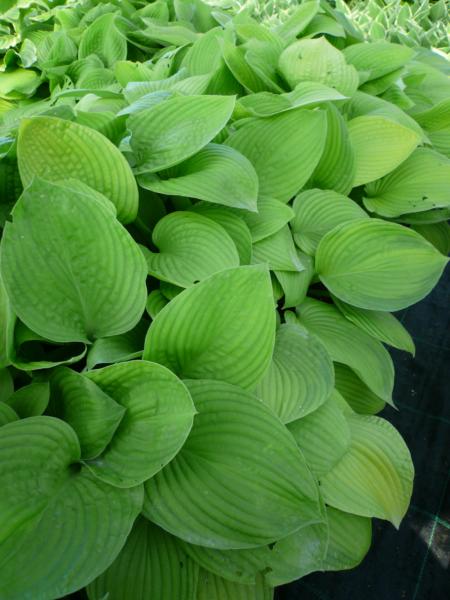 hosta midwest magic