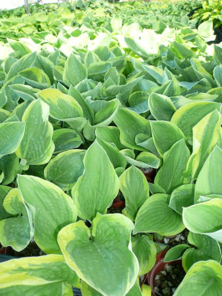 hosta mildred seaver