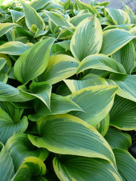 hosta montana aureomarginata