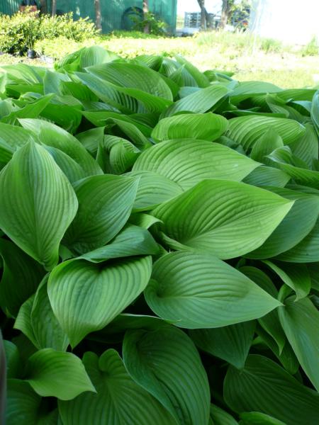 hosta montana