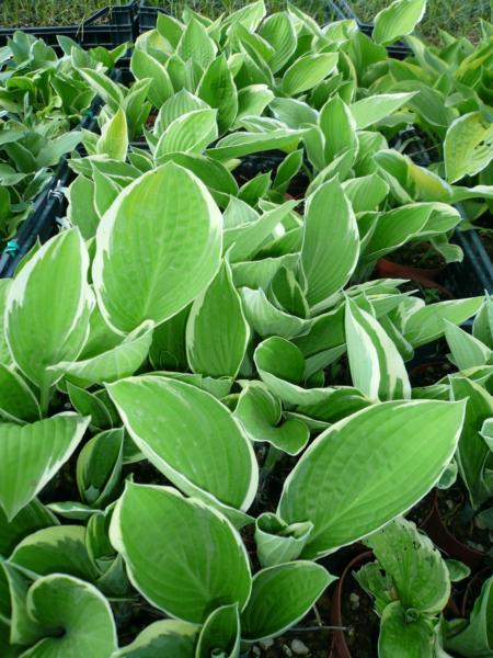 hosta moonlight