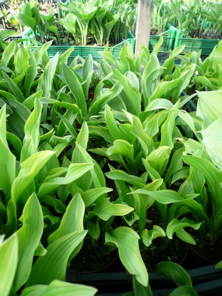 hosta nakai var. chionea