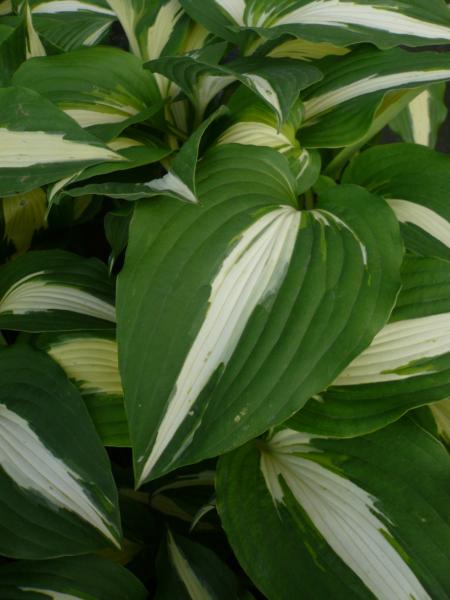 hosta night before christmas