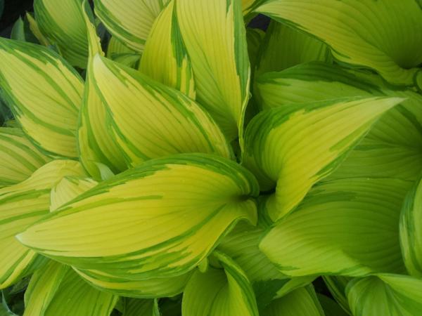 hosta on stage