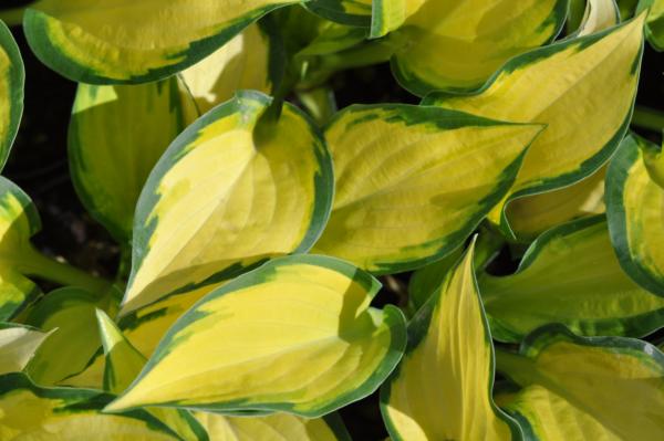 hosta orange marmalade