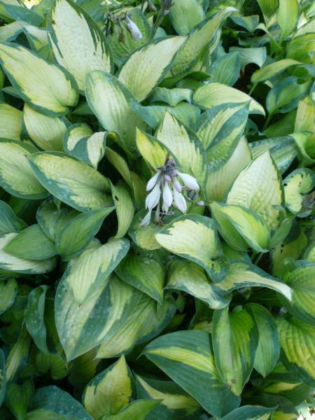 hosta paul's glory