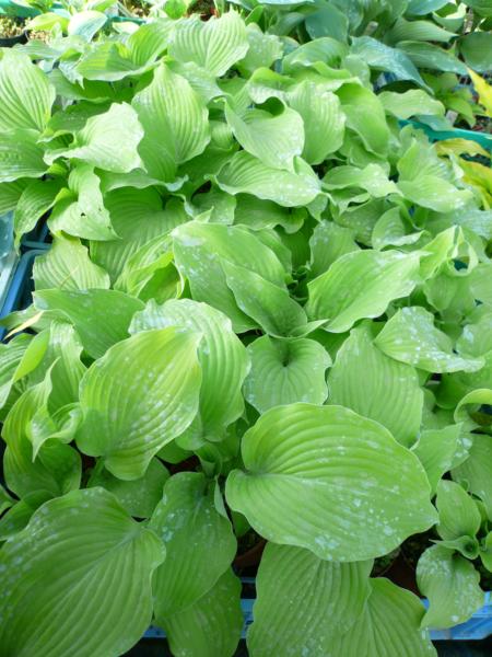 hosta piedmont gold
