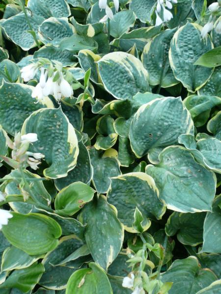 hosta pizzazz