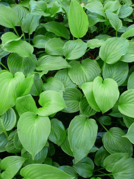 hosta plantaginea aphrodite