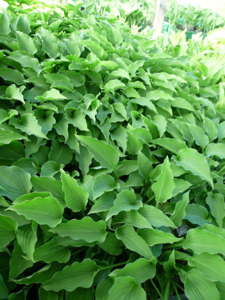 hosta purple dwarf