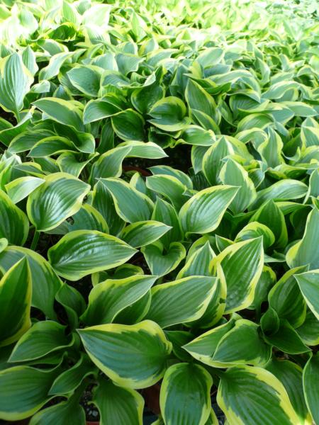 hosta queen josephine