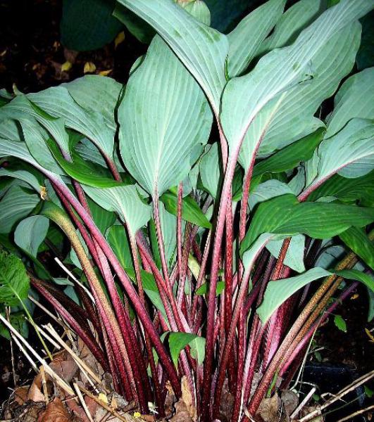 hosta red october 
