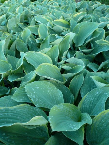 hosta regal splendor