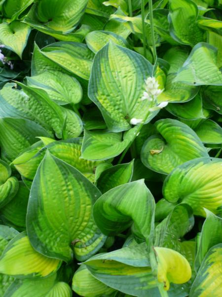 hosta reversed