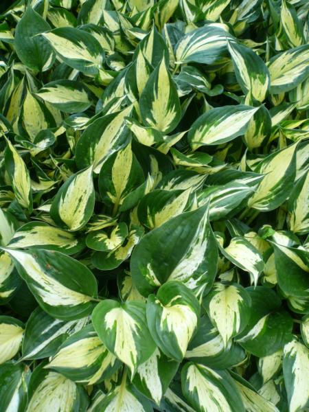 hosta revolution