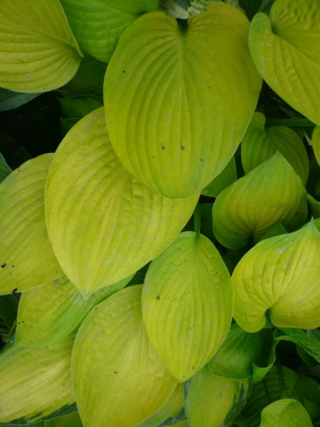 hosta richland gold