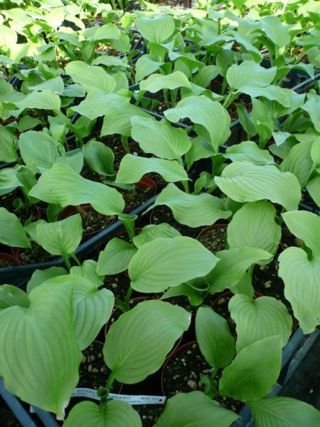 hosta royal standard