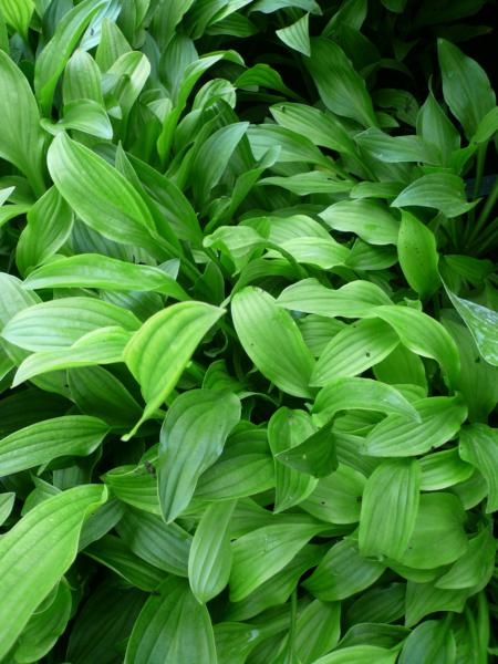 hosta saishu jima