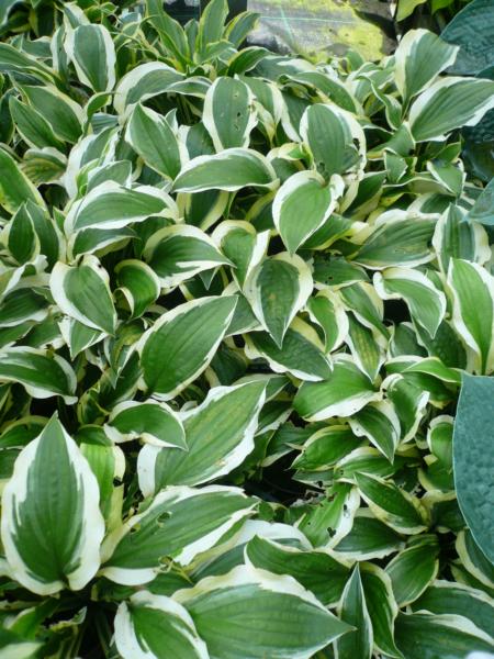 hosta scooter
