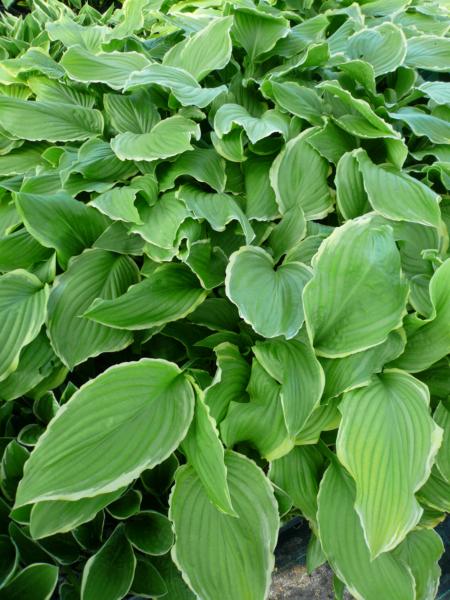 hosta sea dream