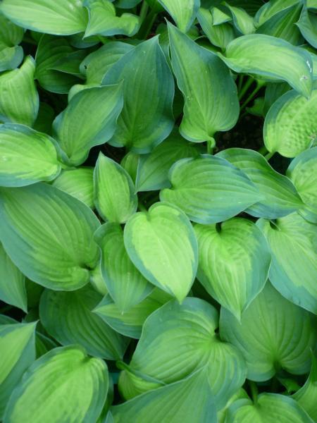 hosta september sun