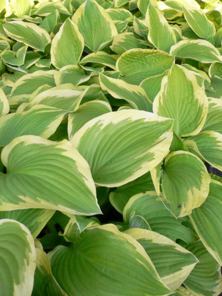 hosta shade fanfare