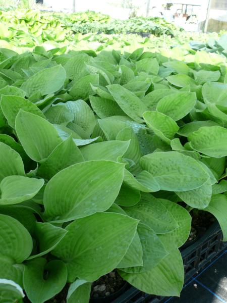 hosta shade master