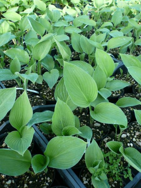 hosta sieboldiana