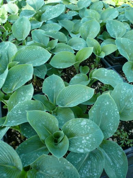 hosta sieboldiana elegans