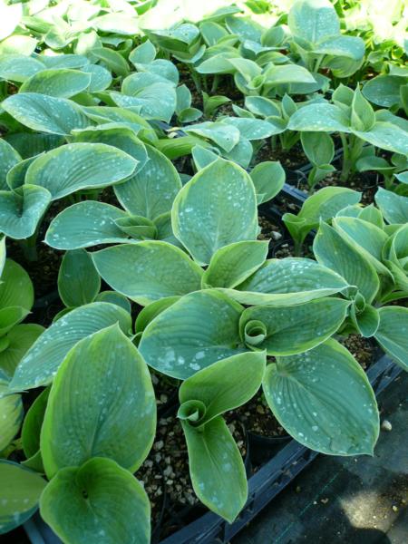 hosta siebold. frances williams