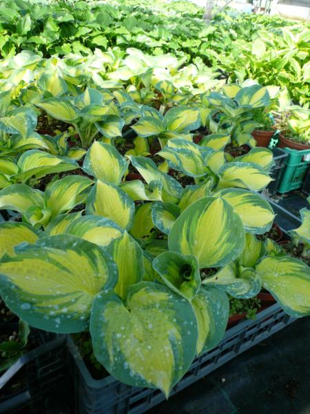 hosta sieb. great expectations