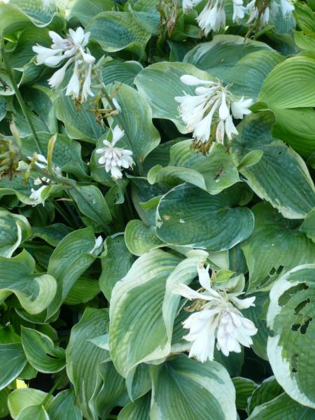 hosta sieboldiana northern halo