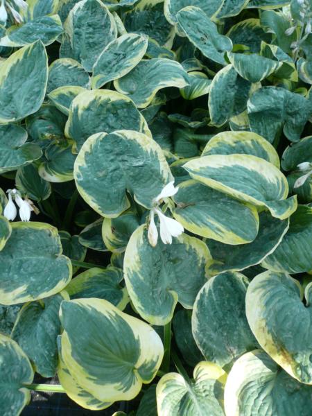 hosta snow cap