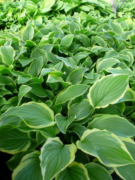 hosta so sweet