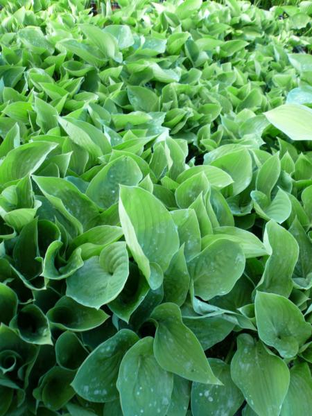 hosta special gift