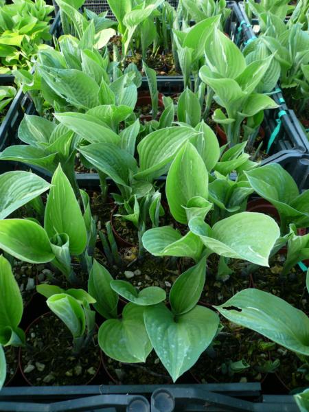 hosta streaptease