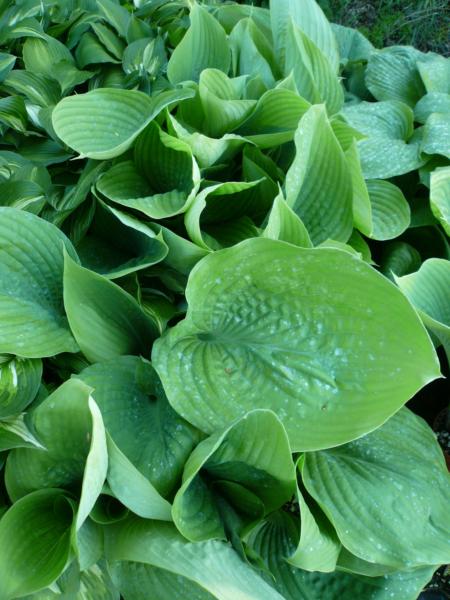 hosta sum and substance