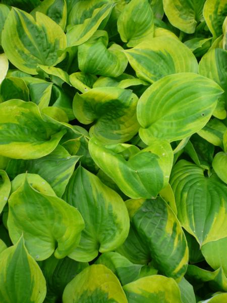 hosta summer breeze