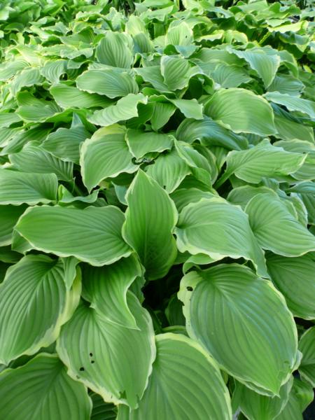 hosta summer fragrance