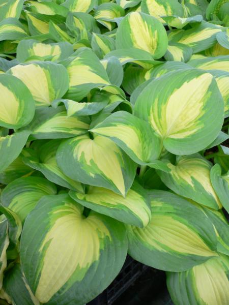 hosta summer music