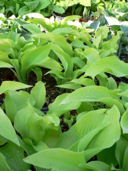 hosta sun power