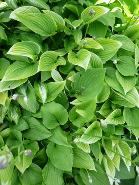 hosta sweet susan