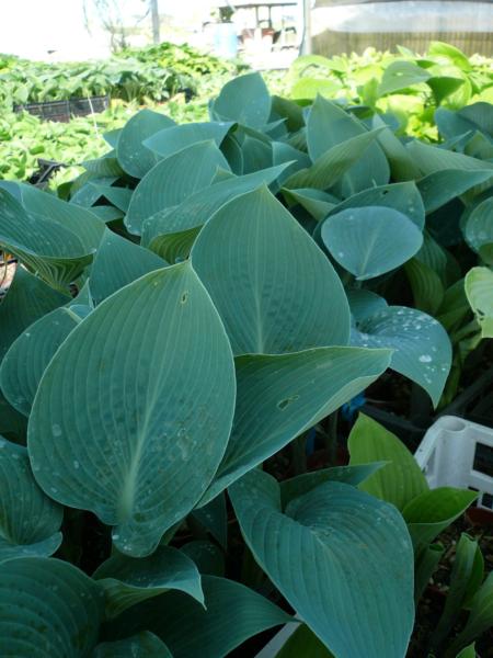 hosta tardiana blue moon