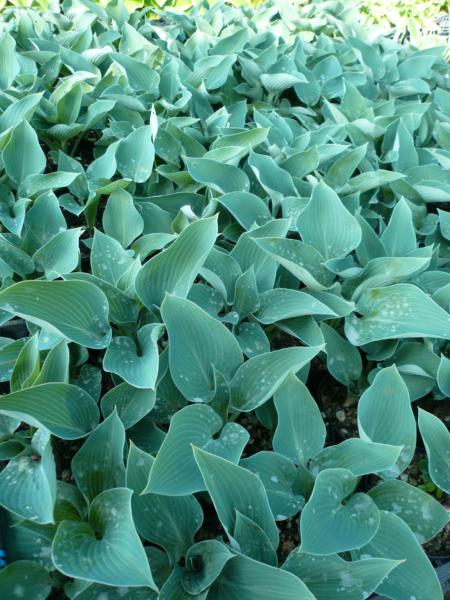 hosta tardiana blue wedgewood